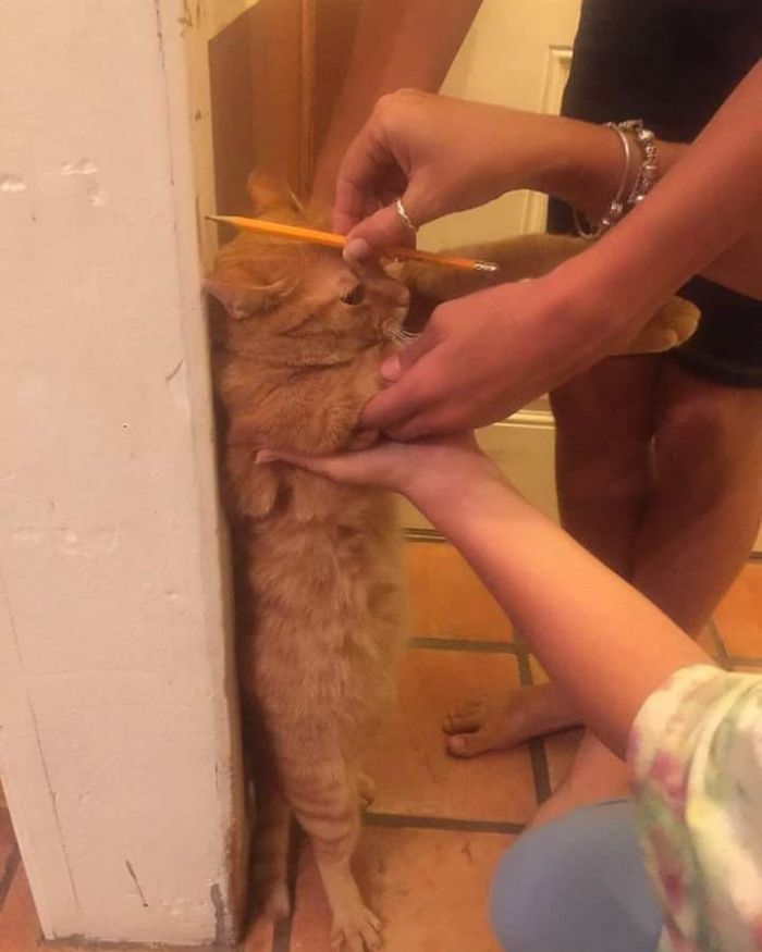 Funny-Nonsense-Animal-Images