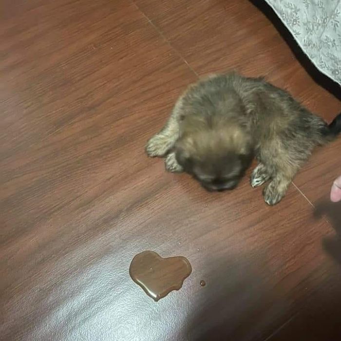 Funny-Nonsense-Animal-Images