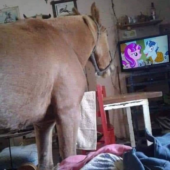 Funny-Nonsense-Animal-Images