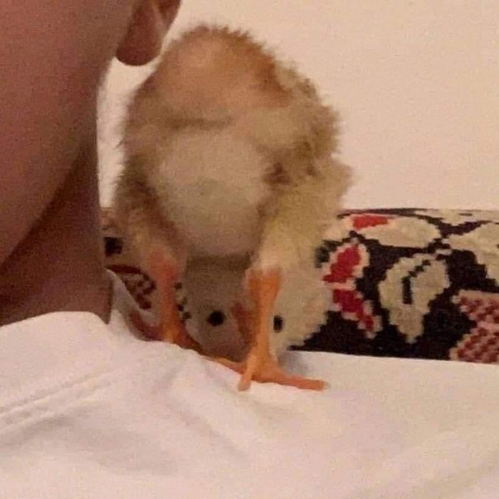 Funny-Nonsense-Animal-Images