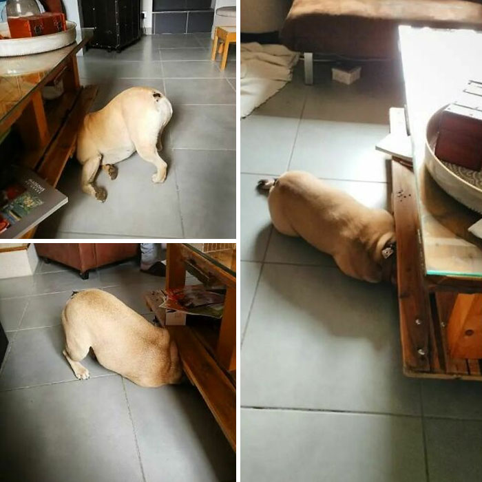 When Your Dog Plays Hide And Seek