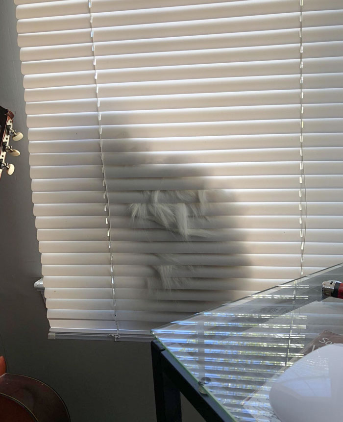 My White Cat Attempting To Hide So I Can’t Clip His Nails