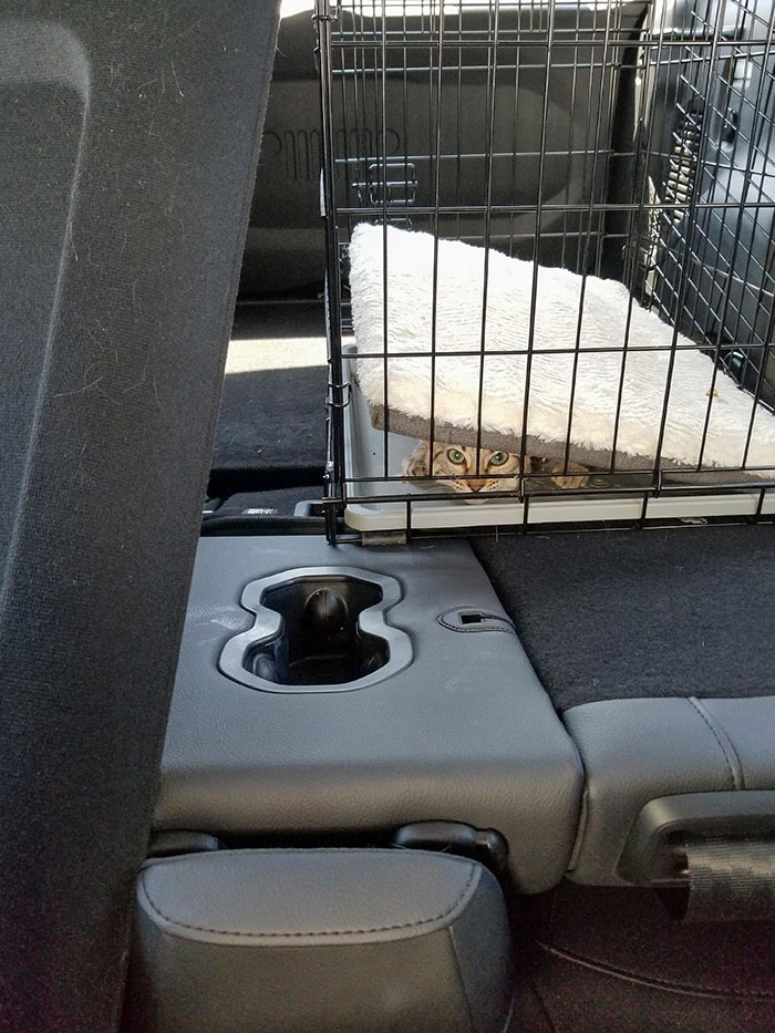 You Can't Make Me Go To The Vet