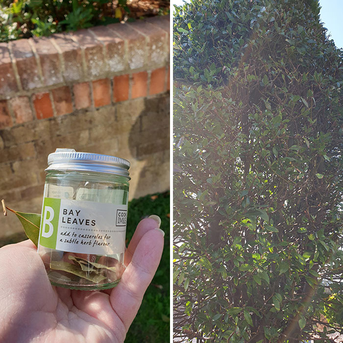  I Have Been Buying Bay Leaves When There's A Bay Tree Outside My Front Door. I've Lived Here For Over A Year