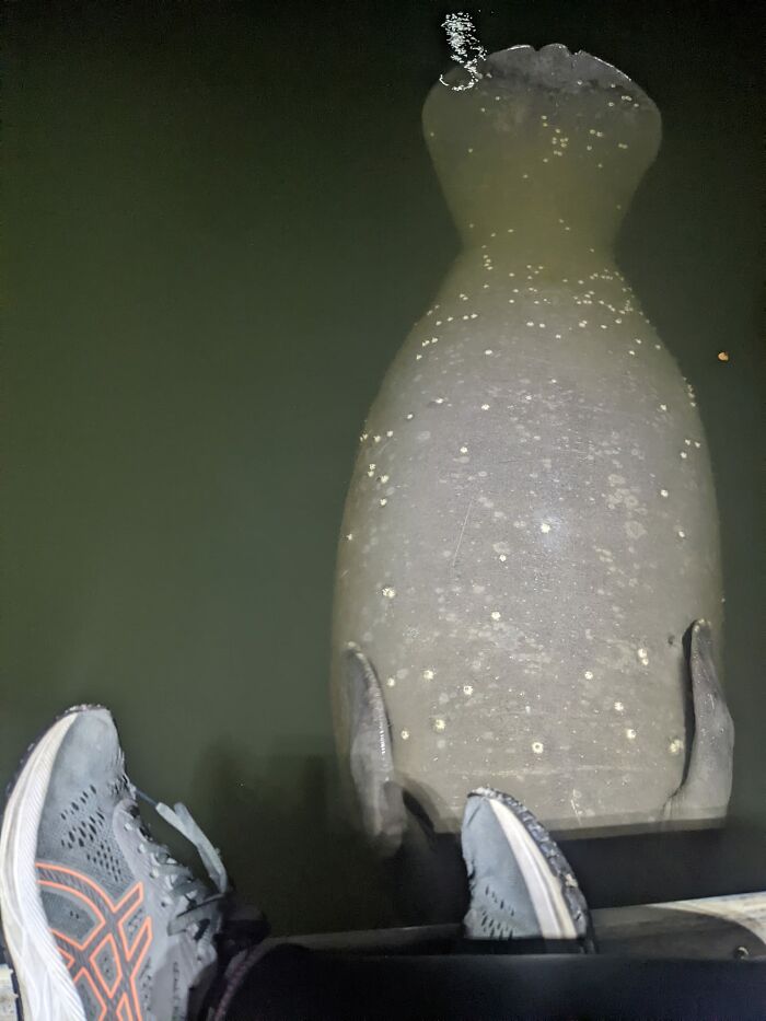 Sentado en el muelle de la bahía, viendo rodar a los manatíes