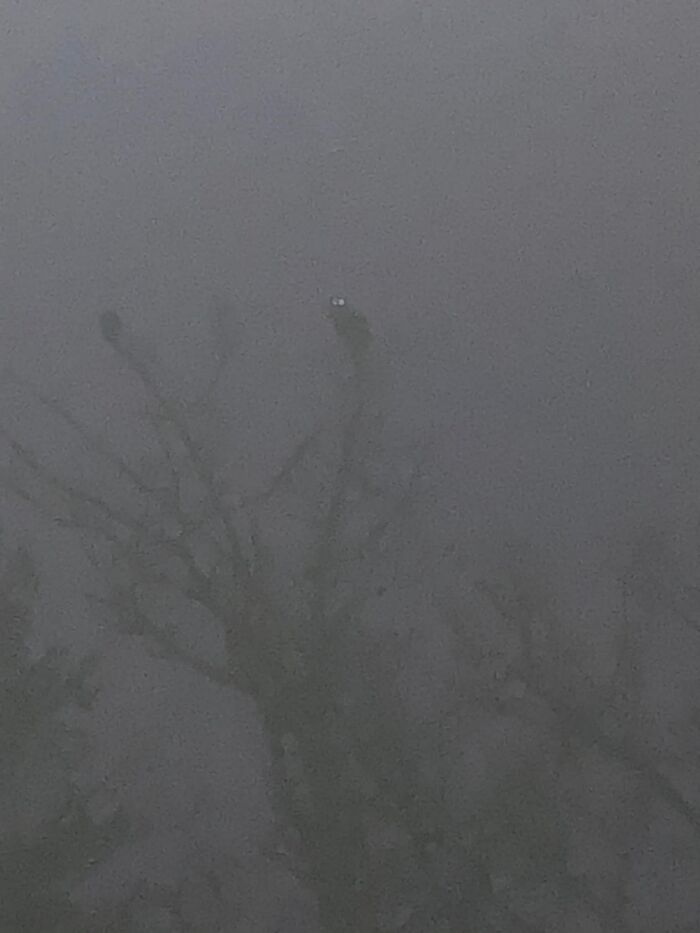 Super Awesome Picture Of The Owls In My Backyard