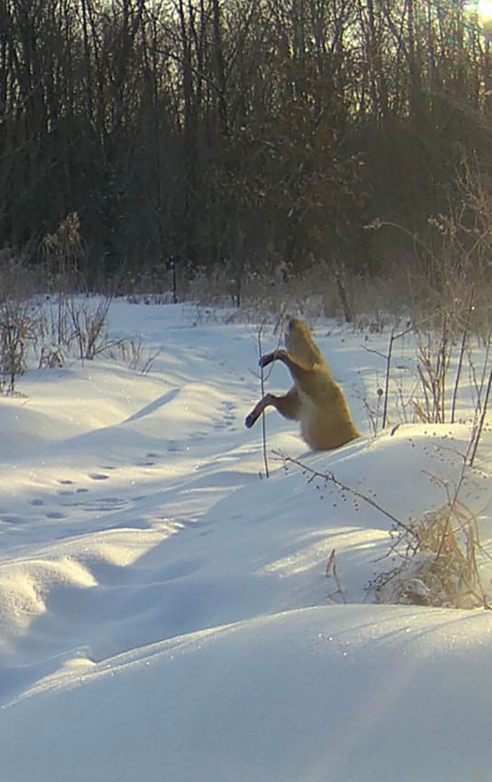 Fox caught mid-jump in deep snow in a forest, illustrating a funny wildlife photographing fail moment.