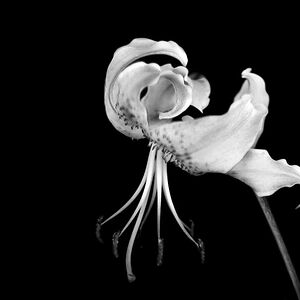 maraengelbrecht avatar