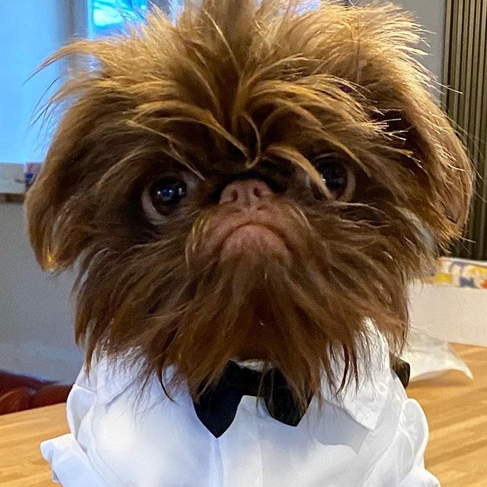 Dog Goes Viral For Looking Exactly Like Real-Life Chewbacca From “Star Wars”