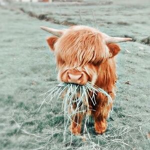 isabelleparsons avatar