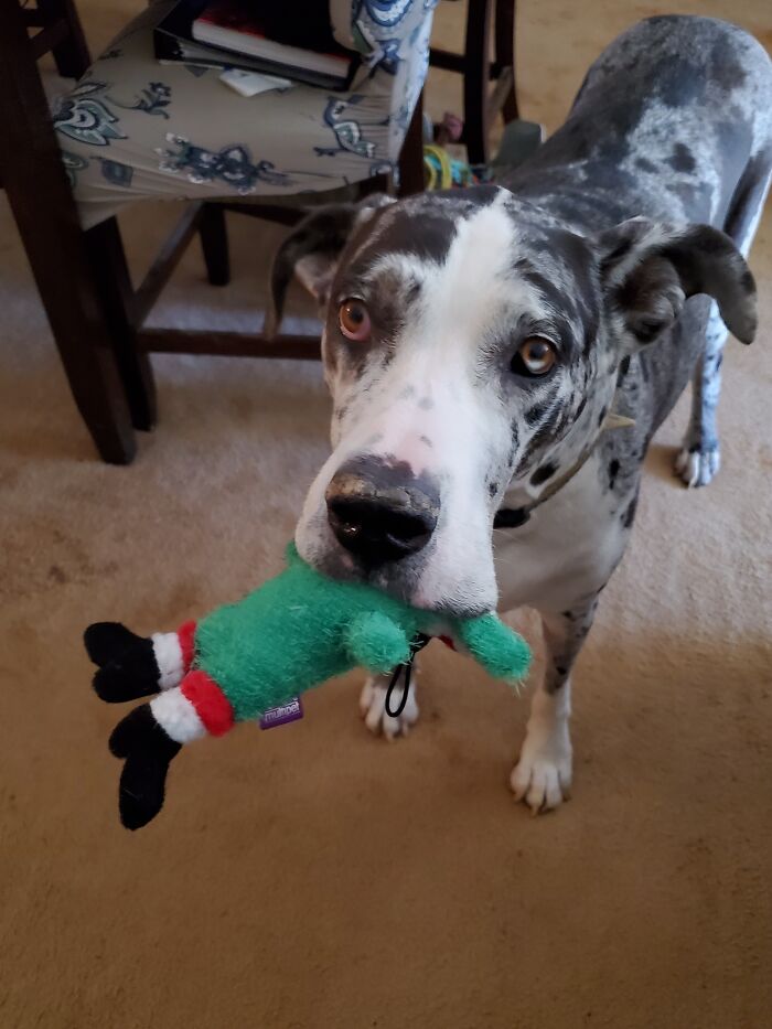 Smells Like Christmas