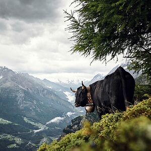 jolandahafeli avatar