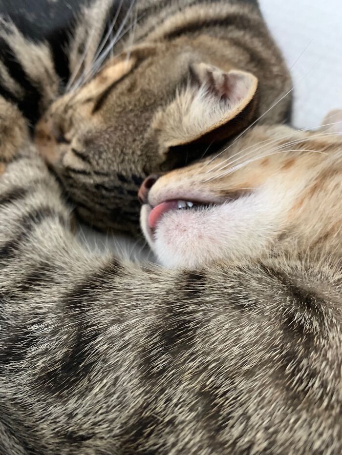 Catting Is Hard Work