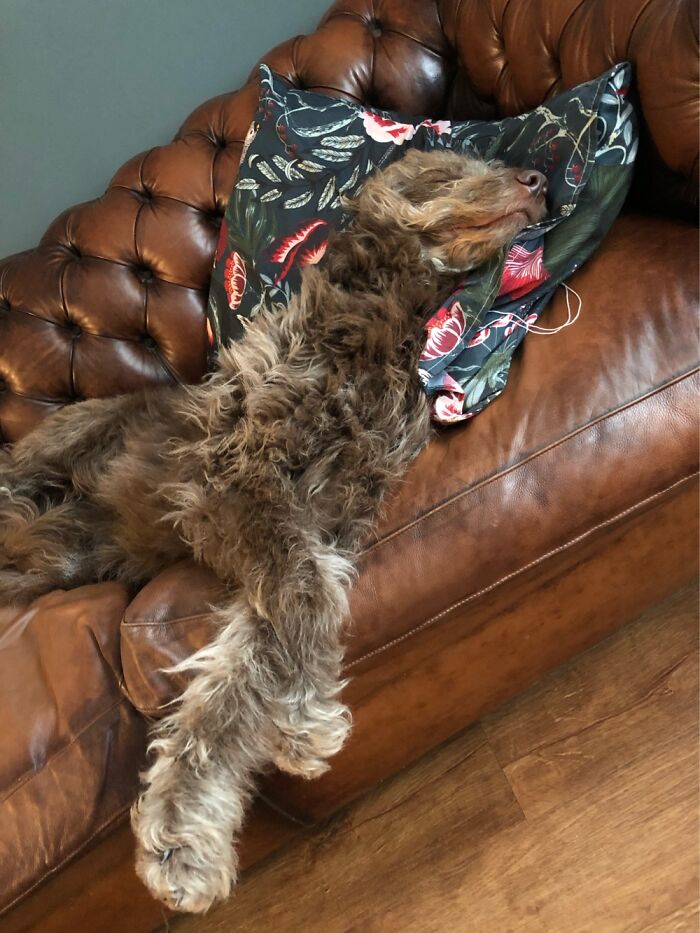 Big Boy Milo Sleeping