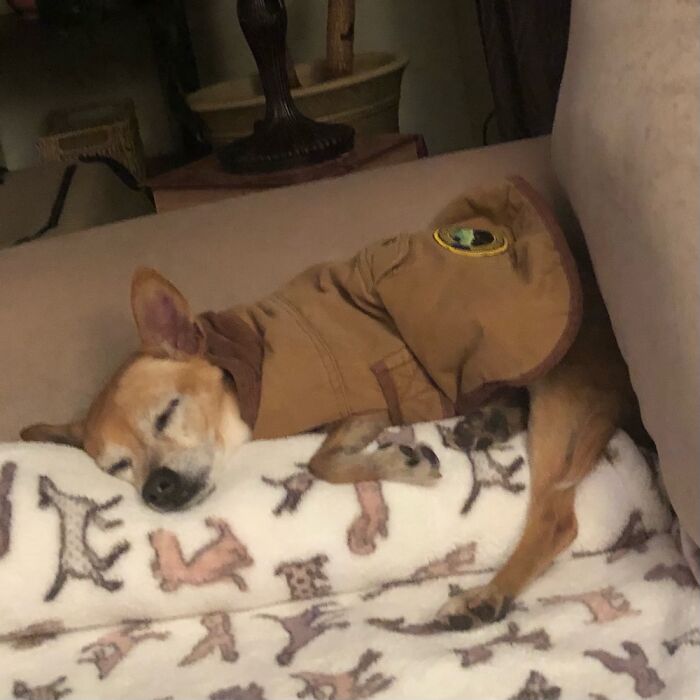 Tuckered Out After A Walk…