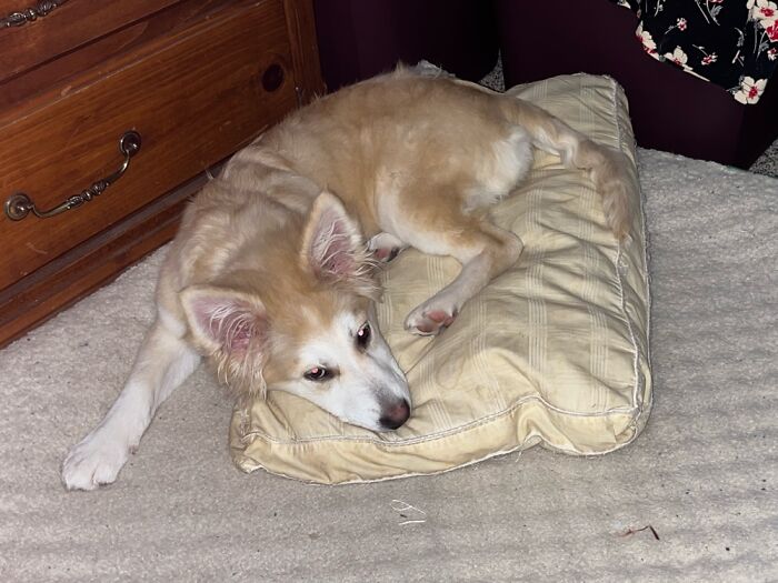 Winnie - 4 Months Old German Shepard/Golden Retriever Mix - Adorably Soft Floof