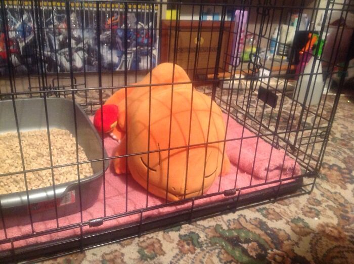 This Is Torchy, I Adopted Him 3 Days Ago