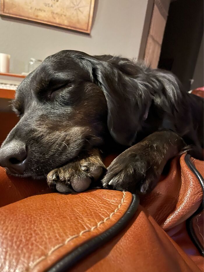 My Little Cat Napping Dog