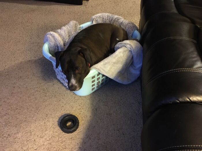 Winston Making Himself Comfortable Anywhere He Can.