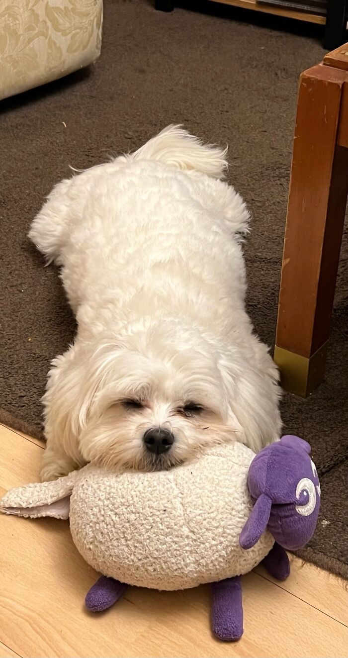 Archie Counting Sheep