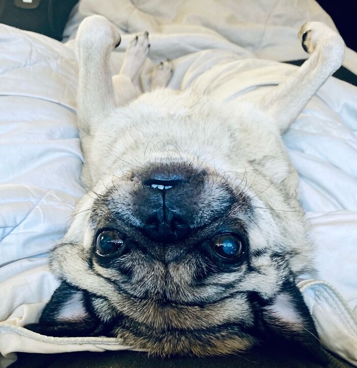 Nanananana Bat Pug
