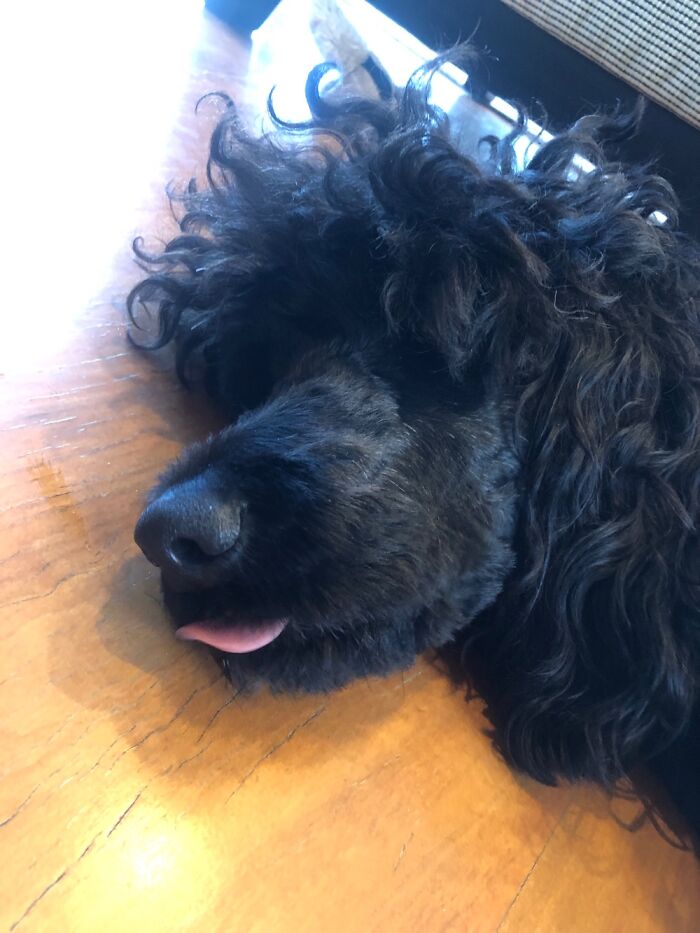 Margaret Thatcher Dreaming