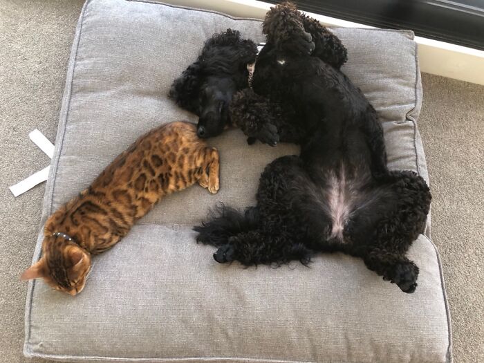 Maggie N Scout ….. Hopefully No One Has Been Eating Beans