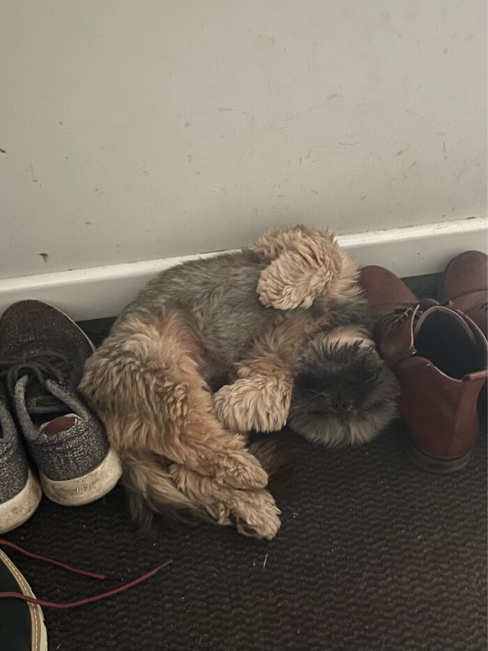 Just A Good Boy Sleeping