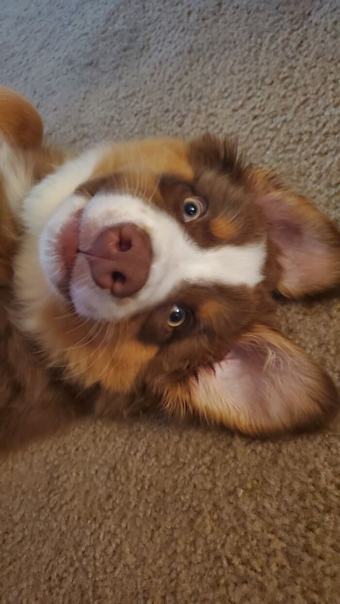 Nothing To See Here, Just A Derpy Pupper