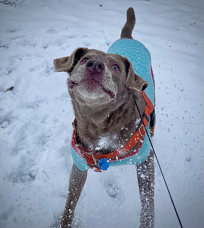 I Threw A Snowball At Him