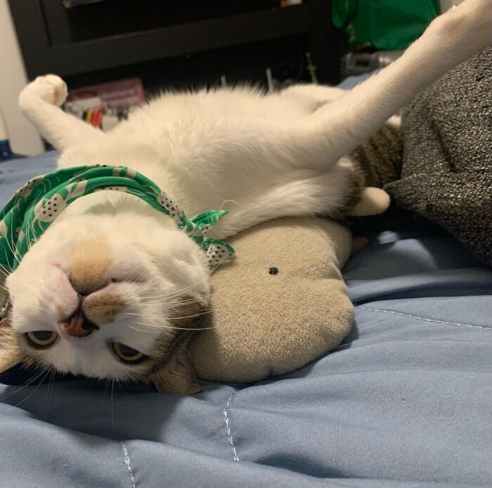 Just Checking Up On My Hooman