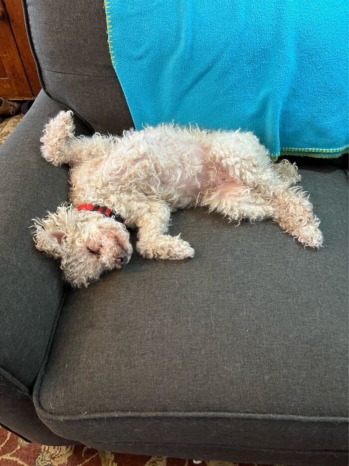 Molly’s Chicken Wings