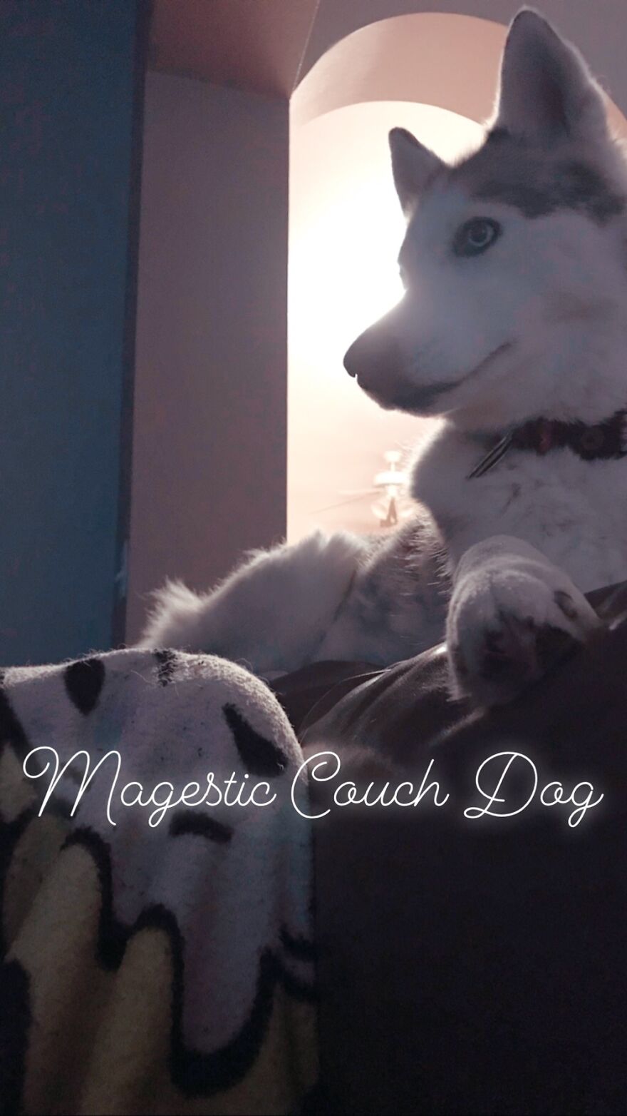 This Is Pandora And Her Favorite Place To Be Is On The Back Of Any Couch.