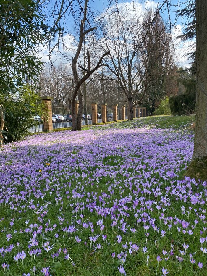 Carpet Of Crocusses