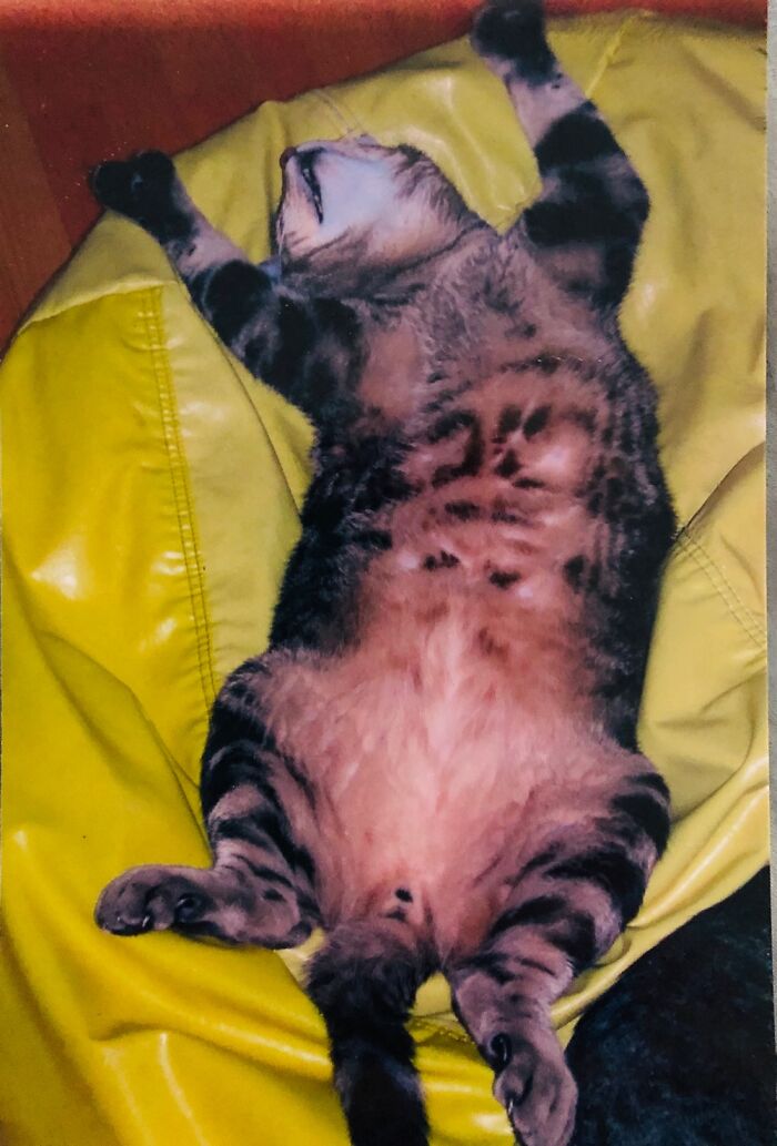 He Was Loudly Snoring When I Took This Photo.