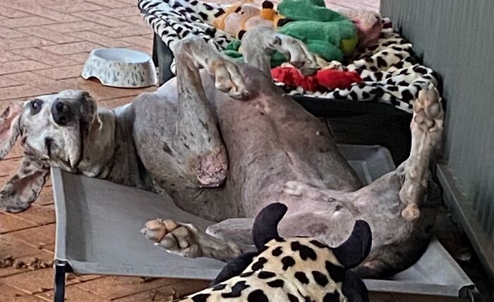 Percy Being Silly On His Bed