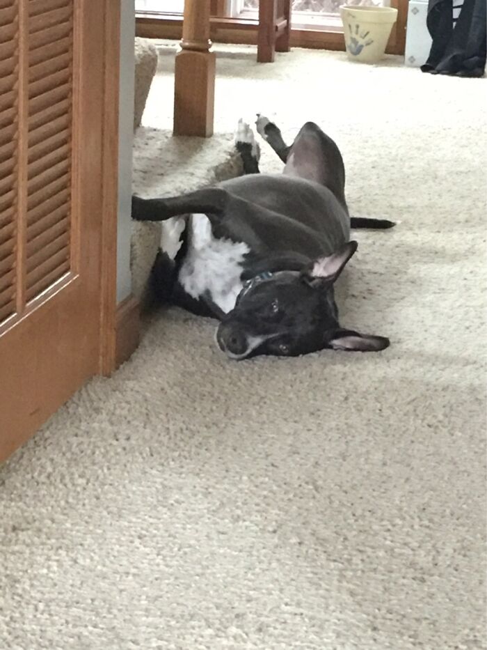 This Looks Like A Great Place To Lie Down.