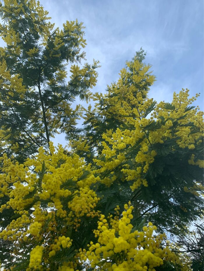 My Australian Wattle, Flowering Away Here In Bristol, England. It Flowers 4 Times Every Year