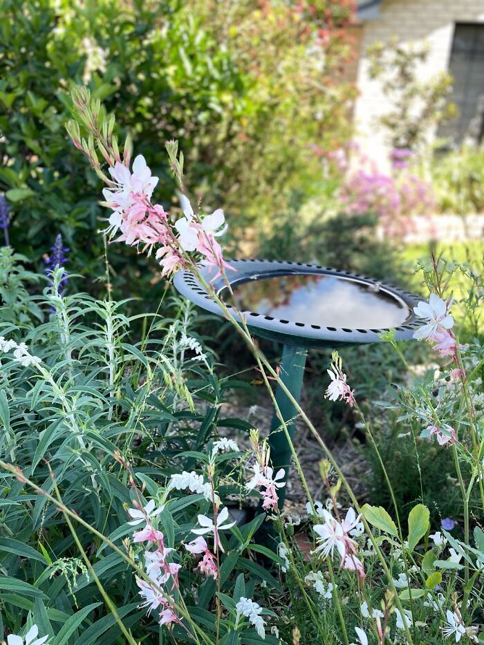 Spring In September In My Garden