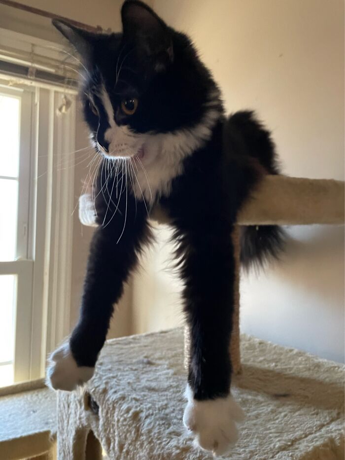 Slinkie Spots Her Next Toy Attack