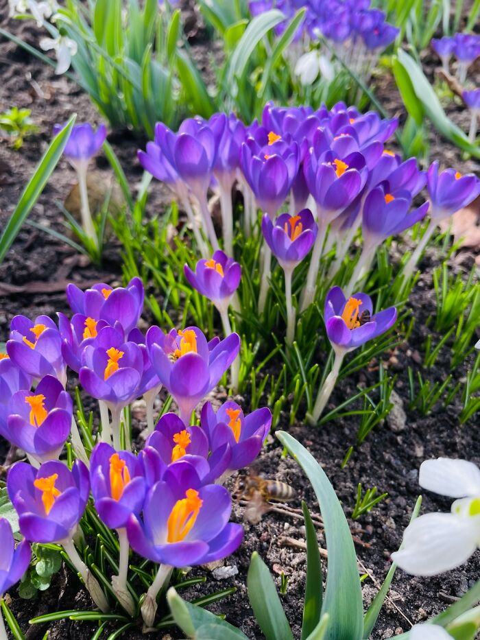 Colourful Spring In Bulgaria!