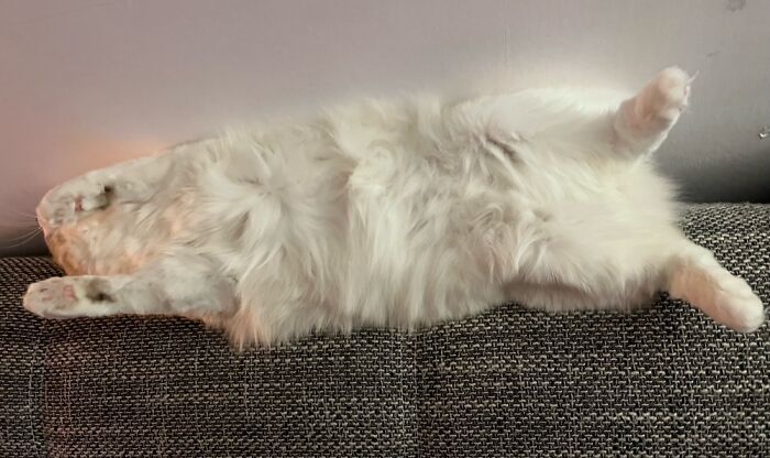 Shhhh…. Sleeping Cat?