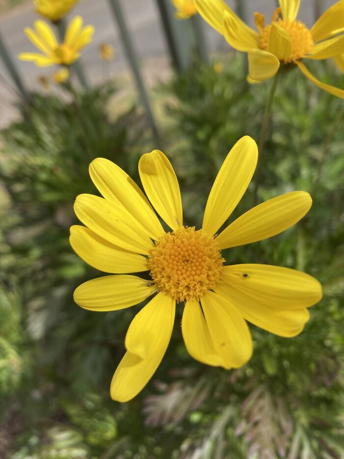My Flowers In My Front Yard. Love This Shade Of Yellow