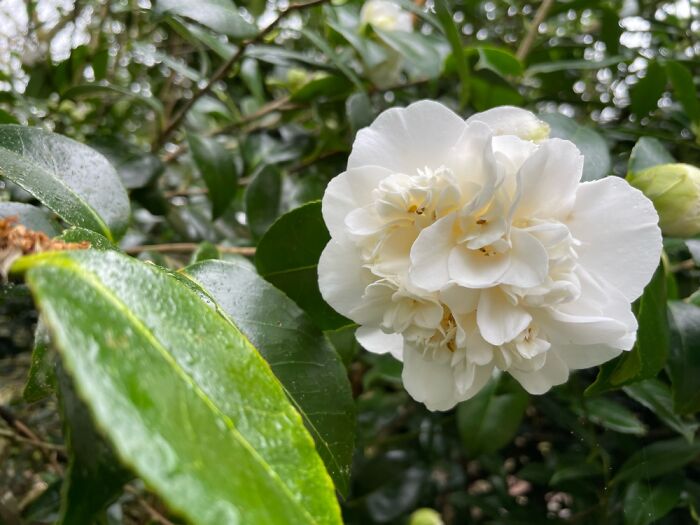 Love When Nature Start To Bloom, Llanwrda, South Wales