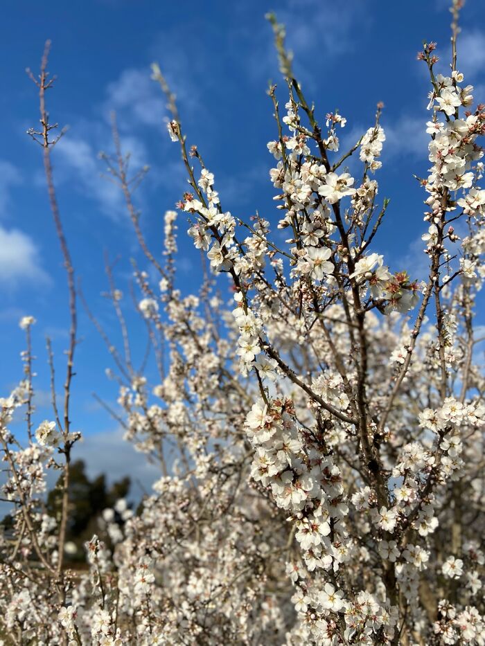 Spring In Australia, 2021 (Cause Its Autumn Now Lol)