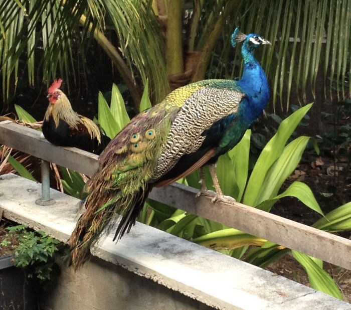 Looking Out My Window At Kahuku, Hawaii