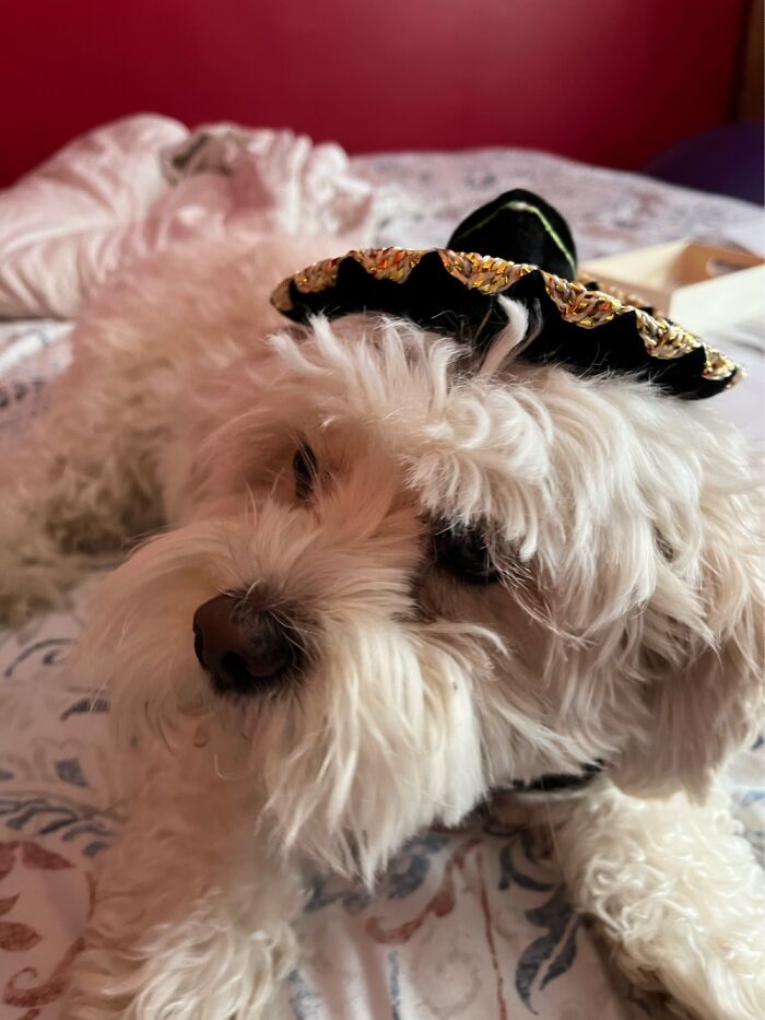 Tiny Sombrero That I Forgot I Ordered