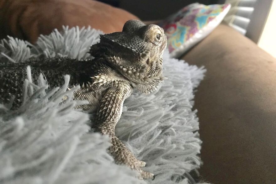 Danny Chilling On Her Favorite Pillow.