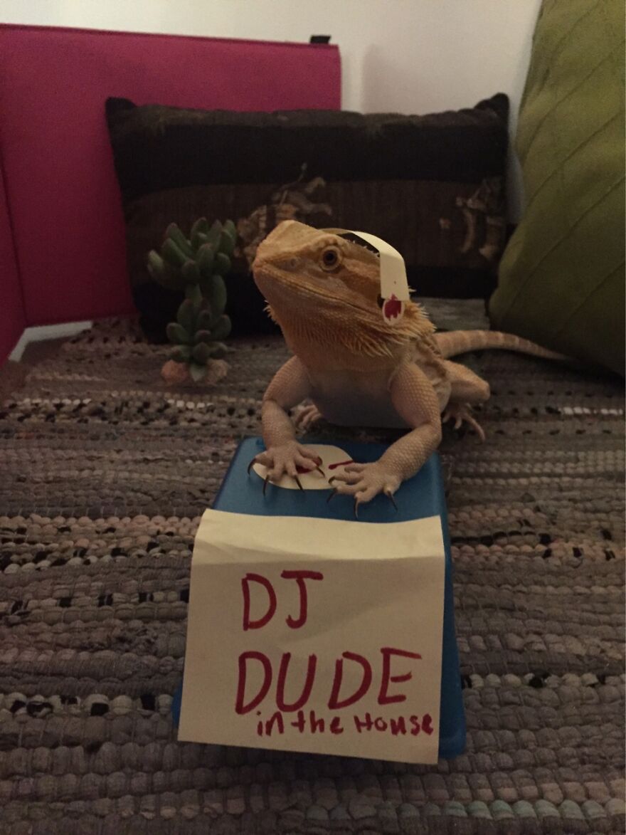 Dude The Bearded Dragon In The House
