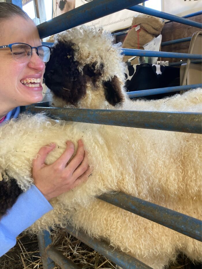 Saying Good Morning To The Sheep!